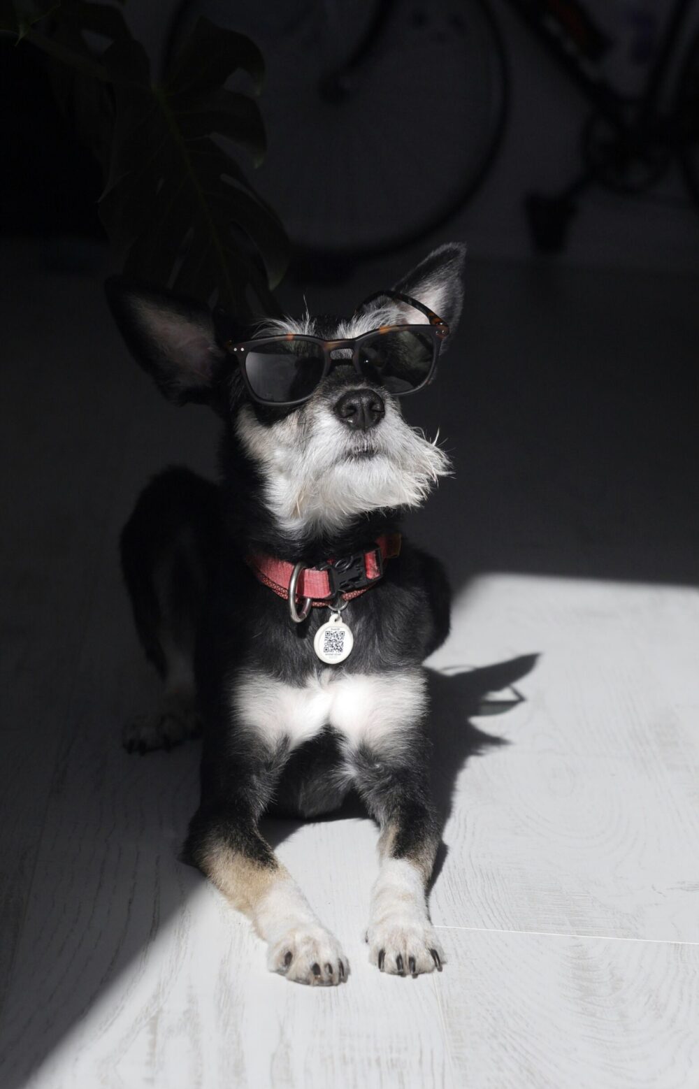 dog with sunglasses